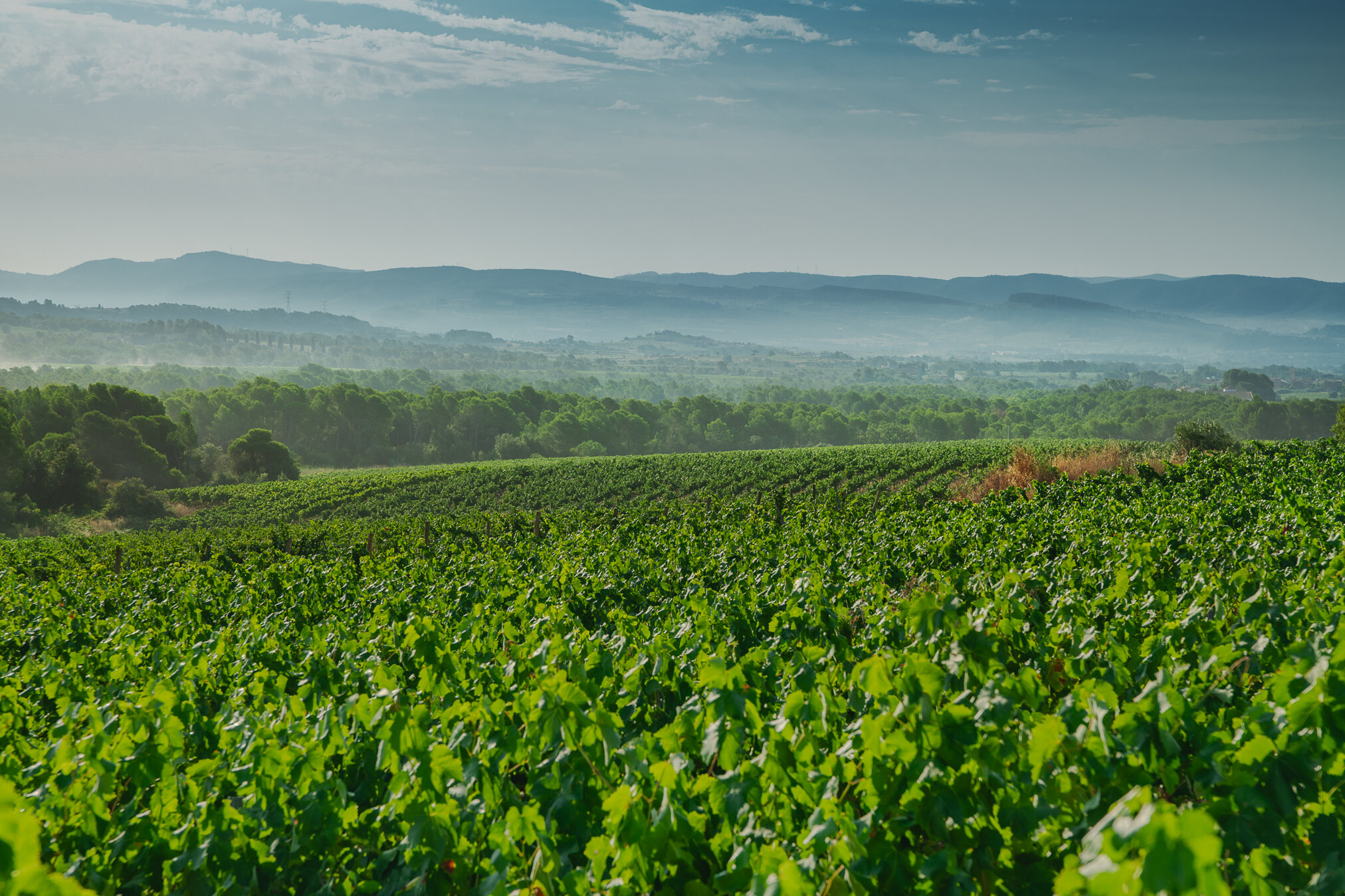 Viñedos de Naveran