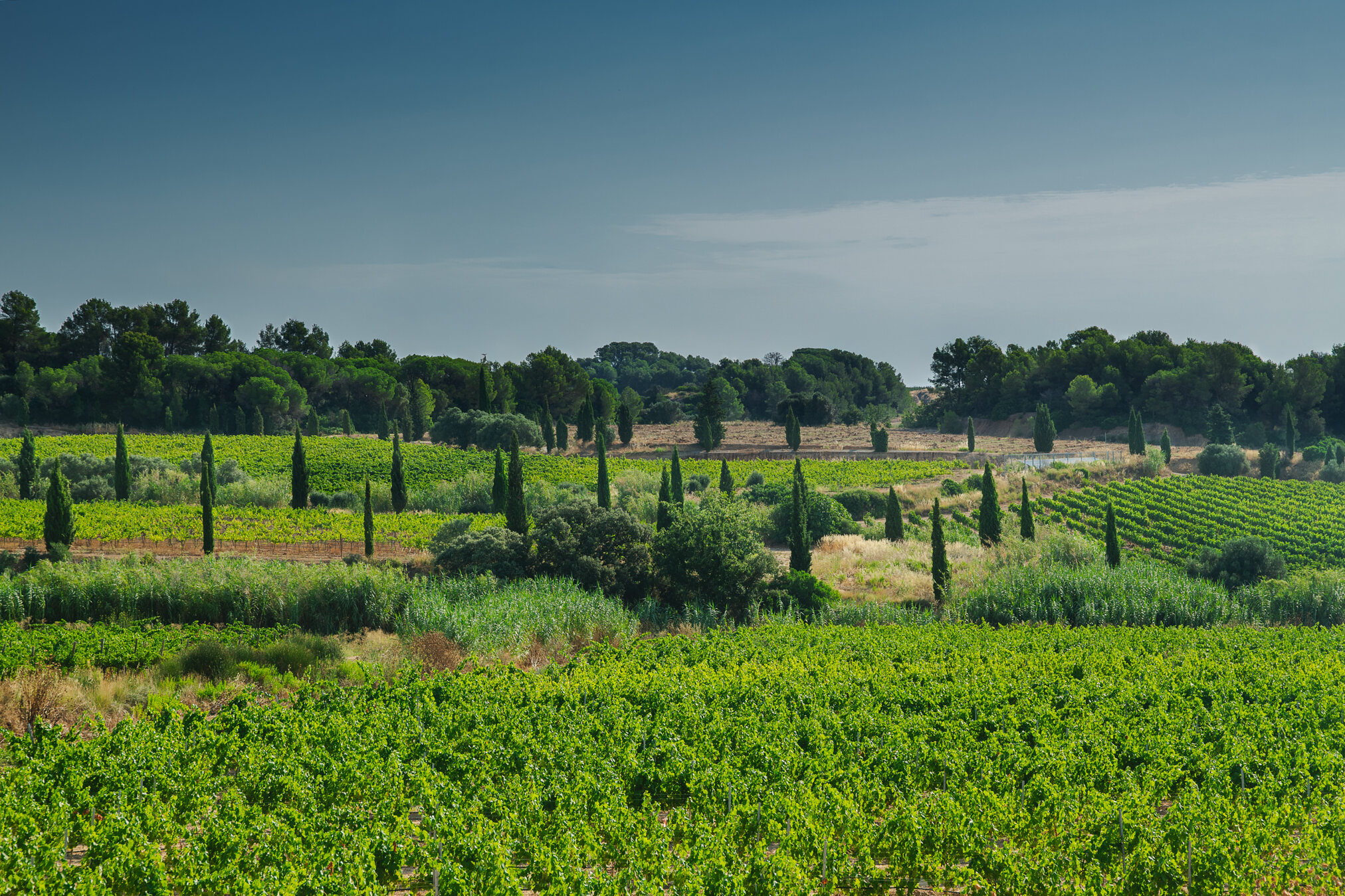 Viñedos de Naveran