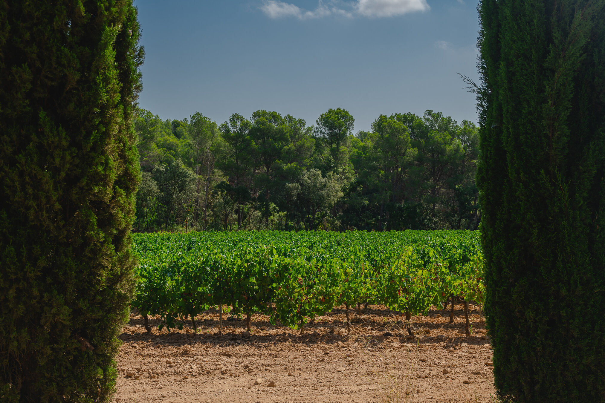 Viñedos de Naveran